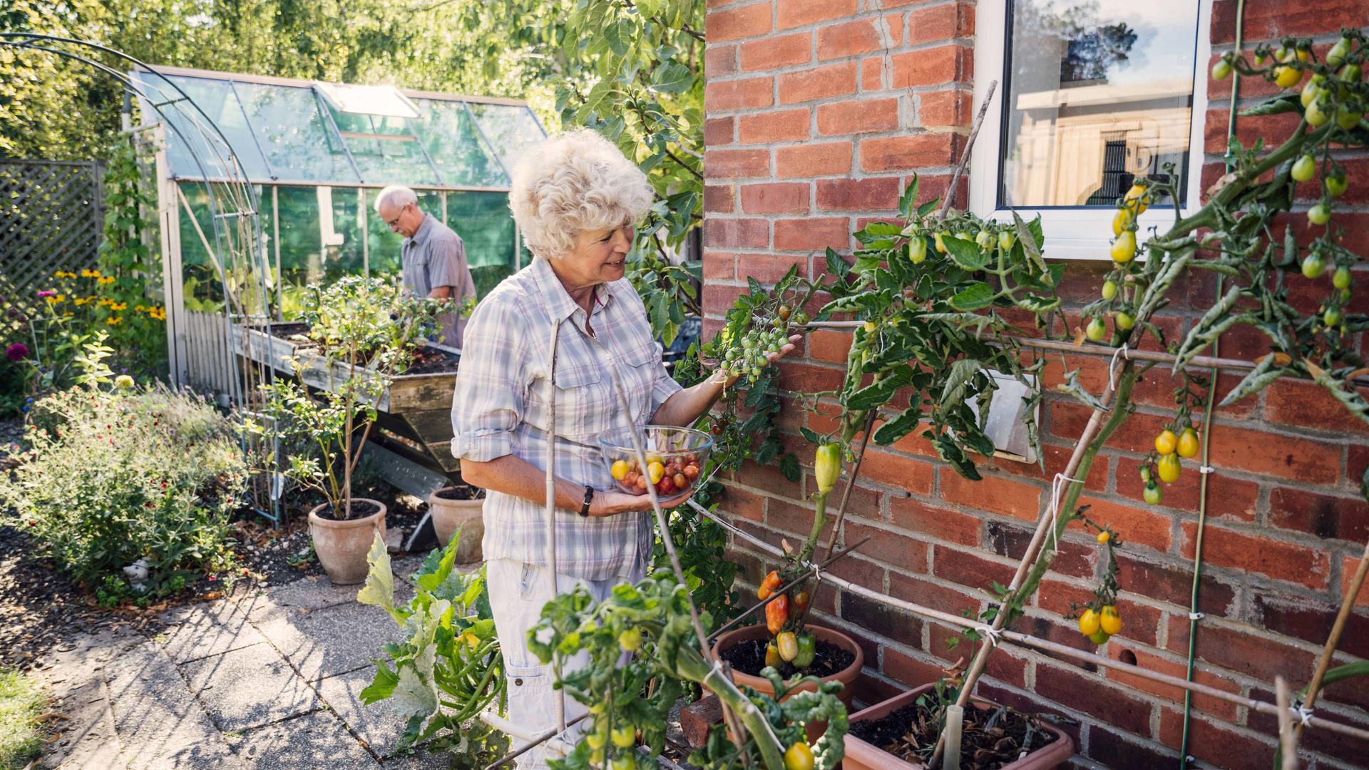 Ein Seniorenpaar macht in ihrem Garten Gartenarbeit,