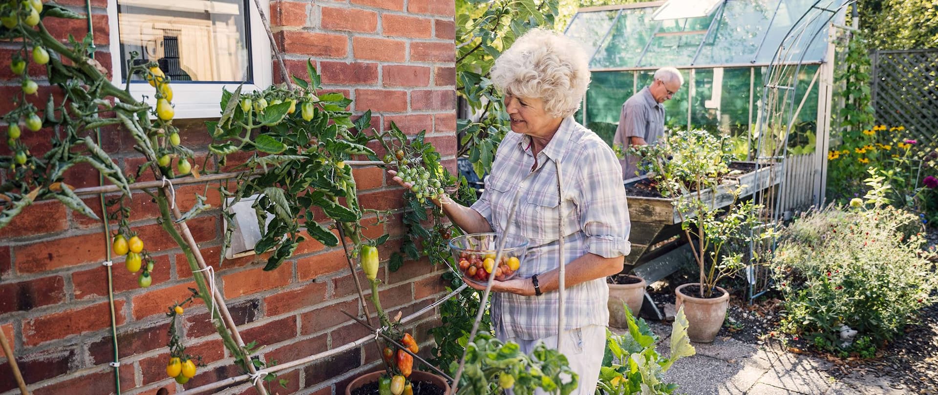 Älteres Paar arbeitet im Garten, Frau pflückt Tomaten an der Hauswand, Mann gärtnert am Gewächshaus im Hintergrund